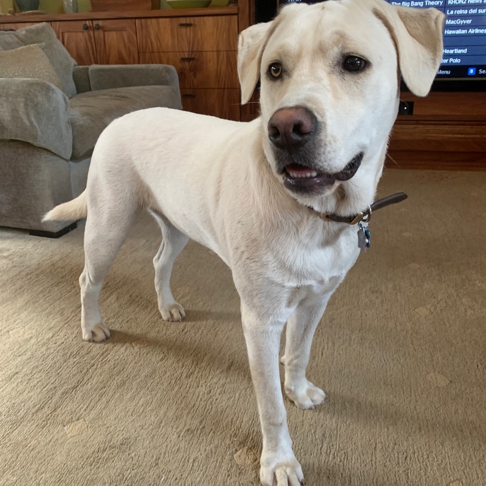 Meet your Posher, Leona